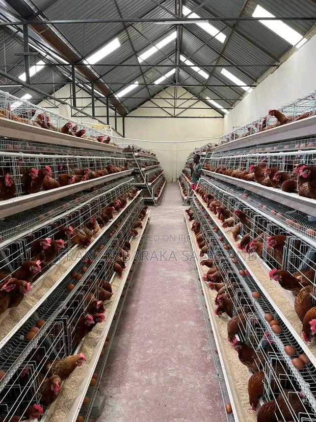 Farm Chickens - thumbnail 10