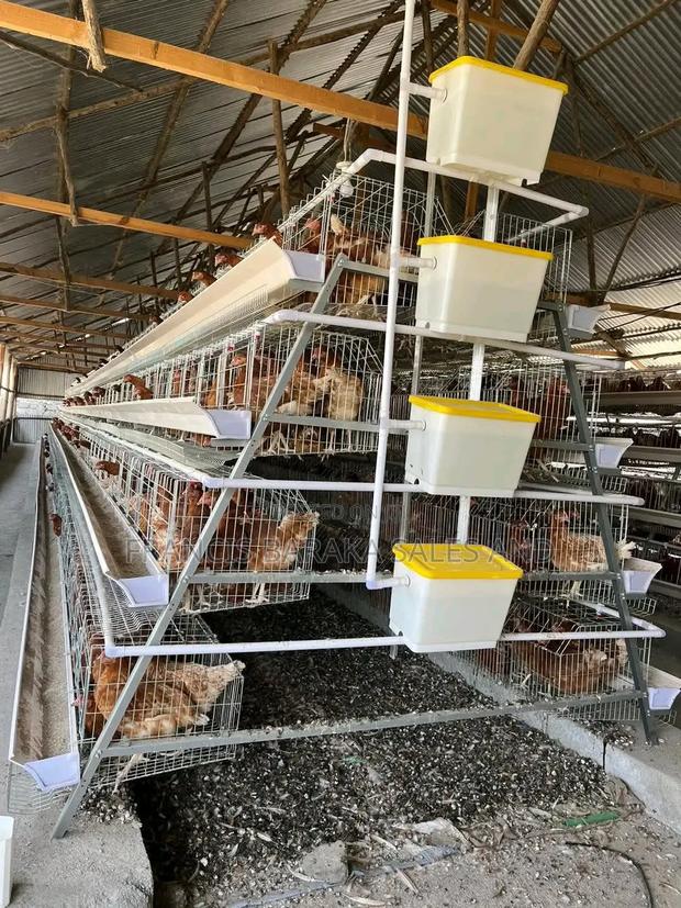 Farm Chickens - thumbnail 11