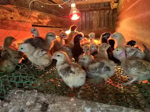 Improved Kienyeji Chicks