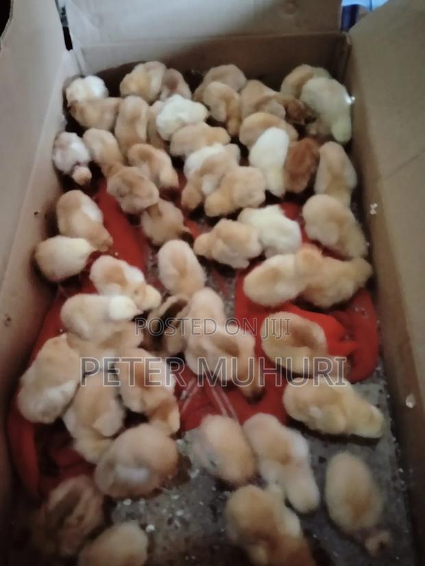 Chicks for Sale