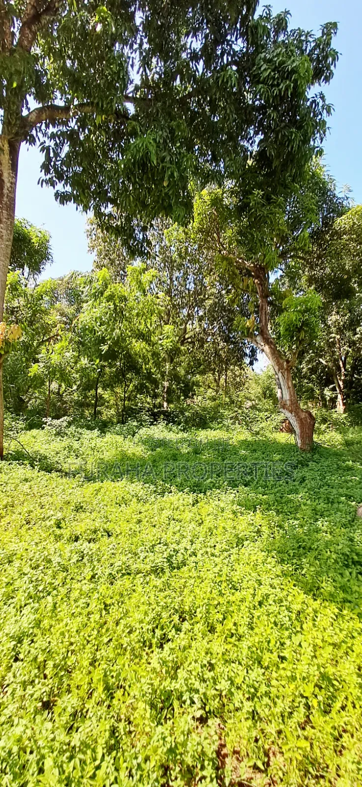 For Sale 1/8 Acre Plots Gated Mtwapa