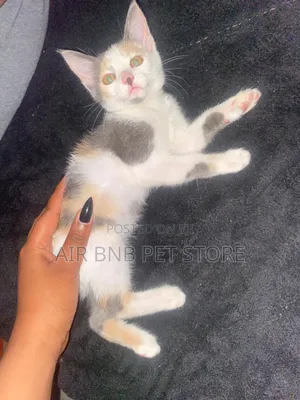 1-3 months Female Purebred American Shorthair