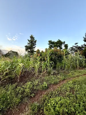 1/4 Acre Plots for Sale in Kinyaga, Kirinyaga County.