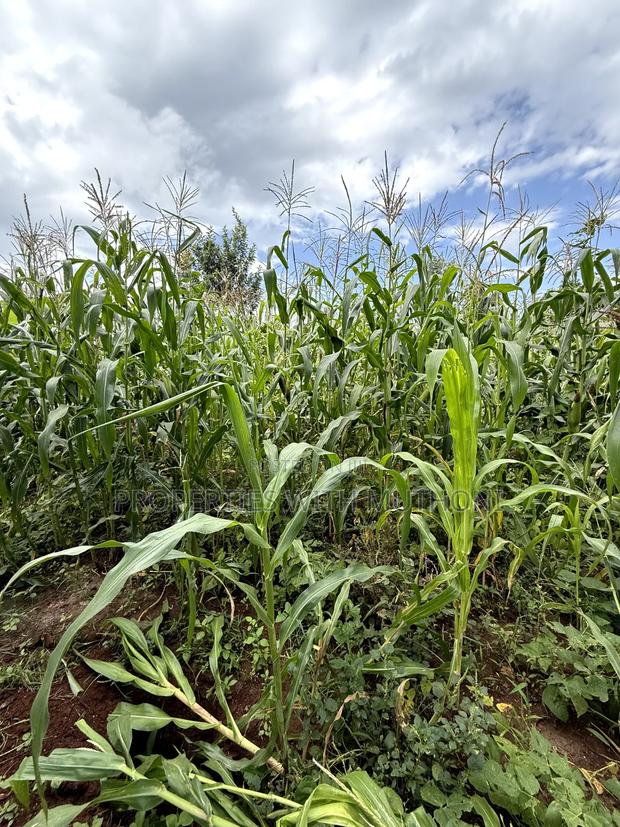 1/8 Acre Plot for Sale in Gatuto Town, Kutus. - thumbnail 3