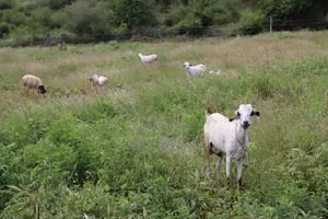 Affordable Plots in Matuu