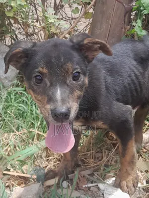 1-3 months Female Mixed Breed American Pit Bull Terrier