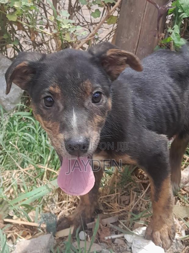 1-3 months Female Mixed Breed American Pit Bull Terrier