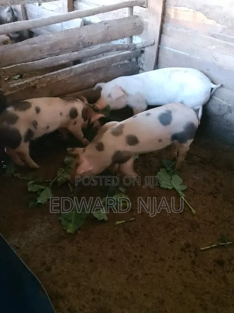 Pig Farming