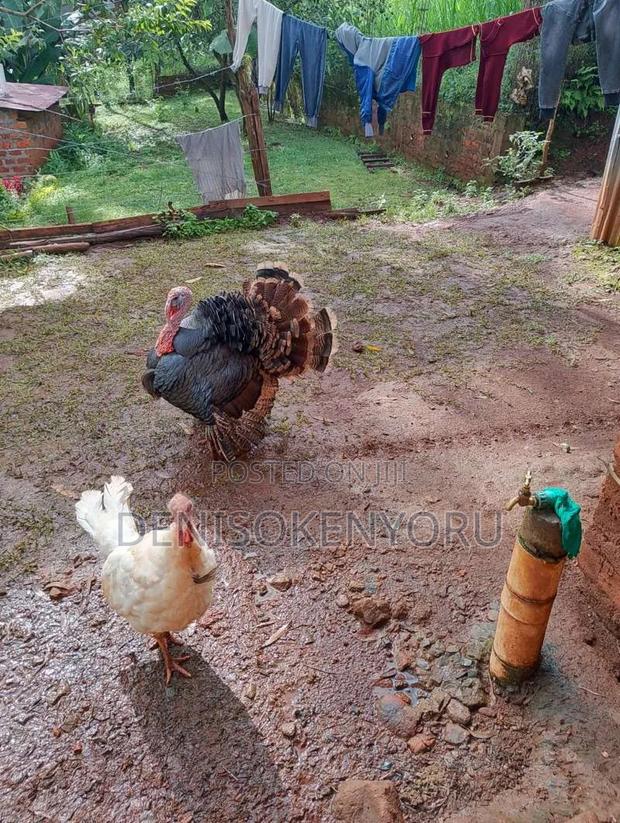 A Pair of Turkey Available - main view