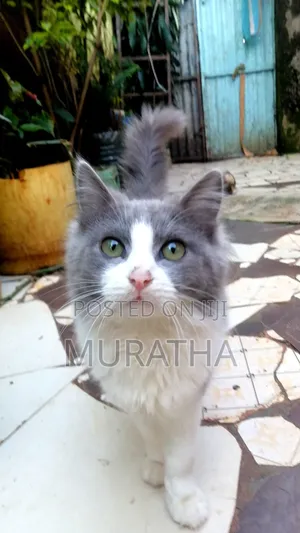 3-6 months Male Purebred Siberian