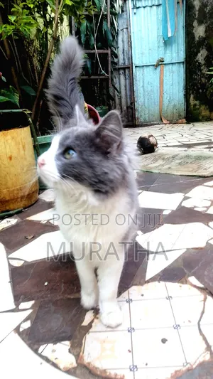 3-6 months Female Purebred Siberian