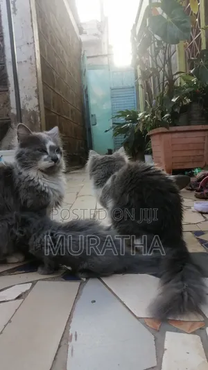3-6 months Female Purebred Siberian