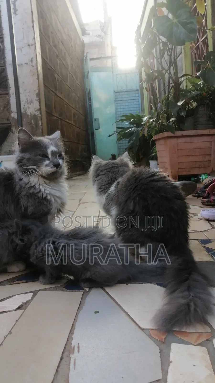 3-6 months Female Purebred Siberian