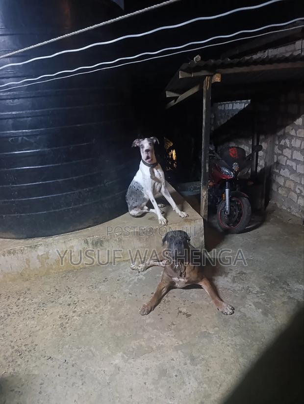 1+ year Female Purebred Great Dane