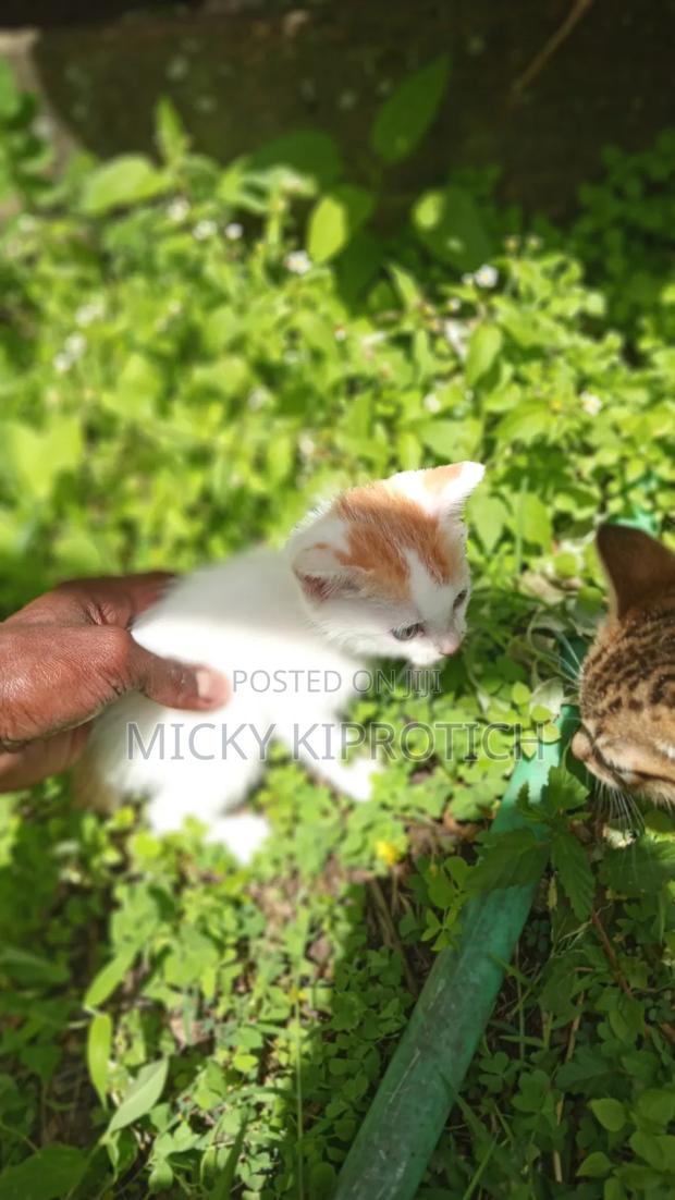 1-3 months Male Purebred American Shorthair