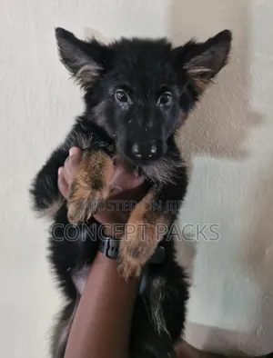3-6 months Female Purebred German Shepherd