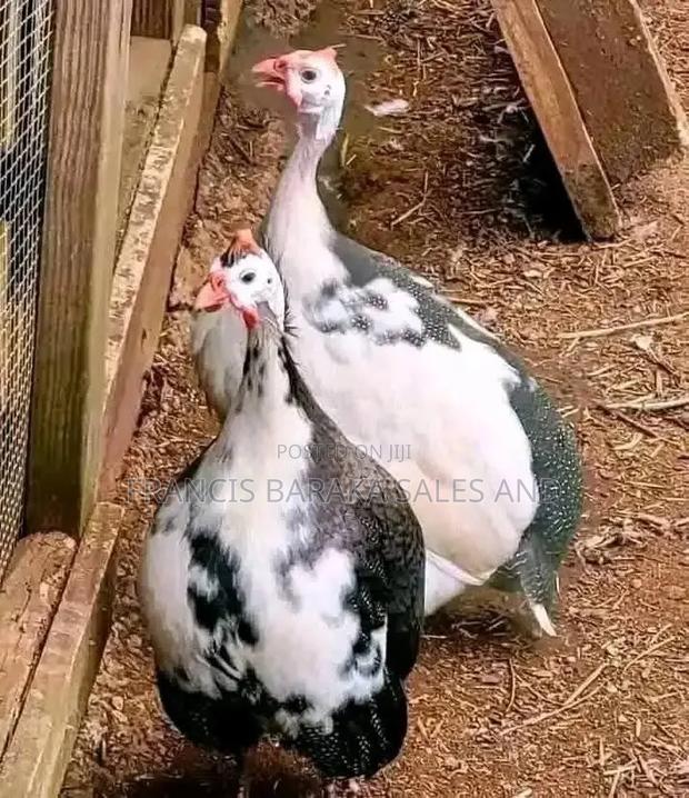 Farm Animals - thumbnail 10