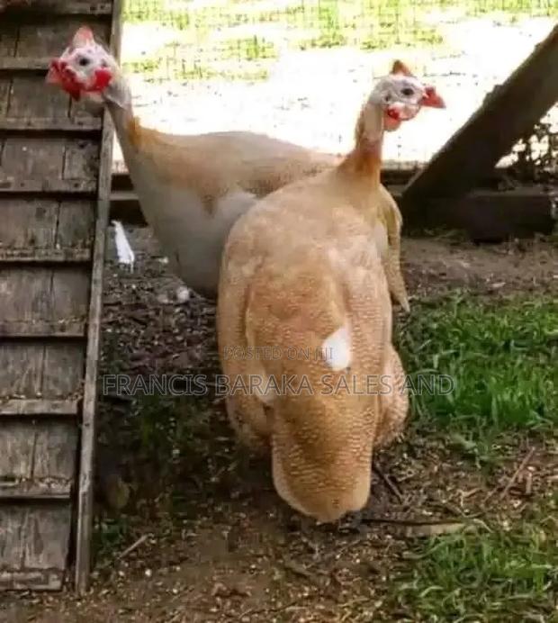 Farm Animals - thumbnail 11