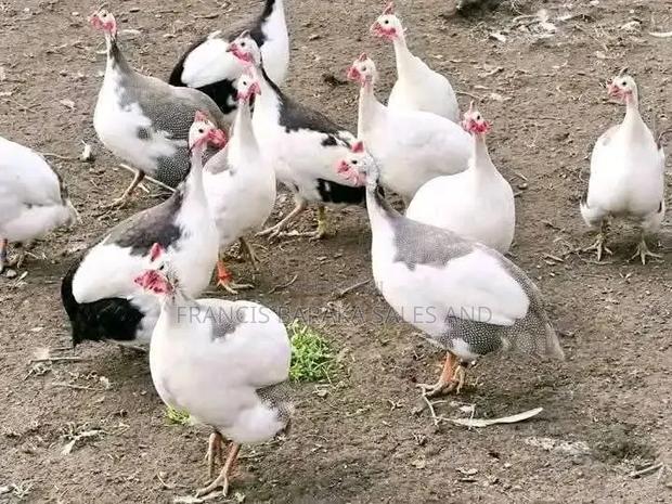 Farm Animals - thumbnail 12