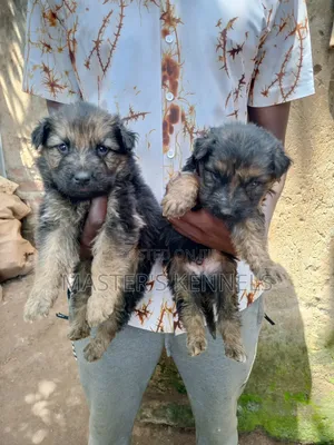 1-3 months Male Purebred German Shepherd
