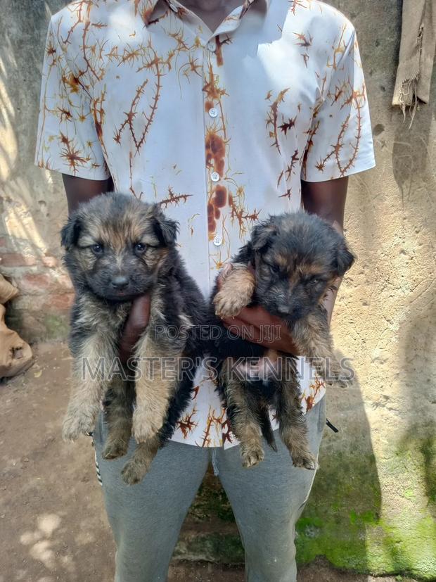 1-3 months Male Purebred German Shepherd - thumbnail 2