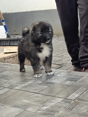 1-3 months Male Purebred Caucasian Shepherd
