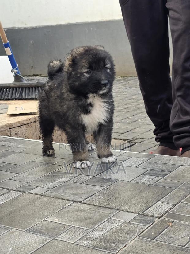 1-3 months Male Purebred Caucasian Shepherd
