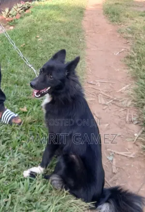 6-12 months Male Purebred Dog