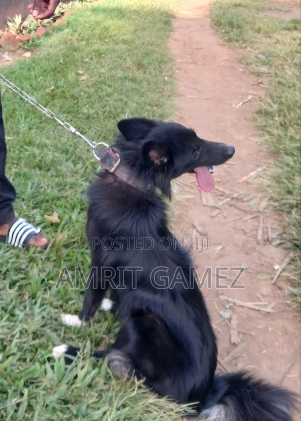 6-12 months Male Mixed Breed Finnish Spitz - thumbnail 2