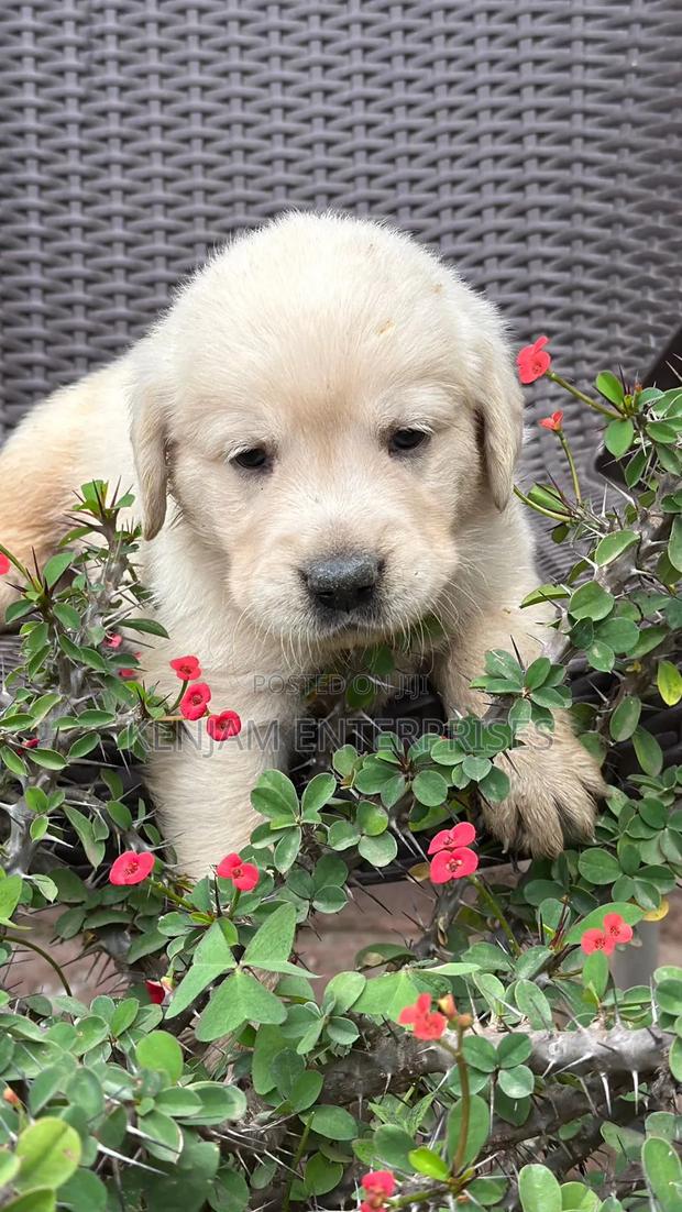 1-3 months Male Purebred Labrador Retriever - main view