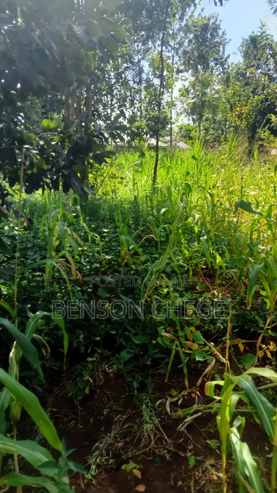 4 Acre Land in Loc20 Mirira