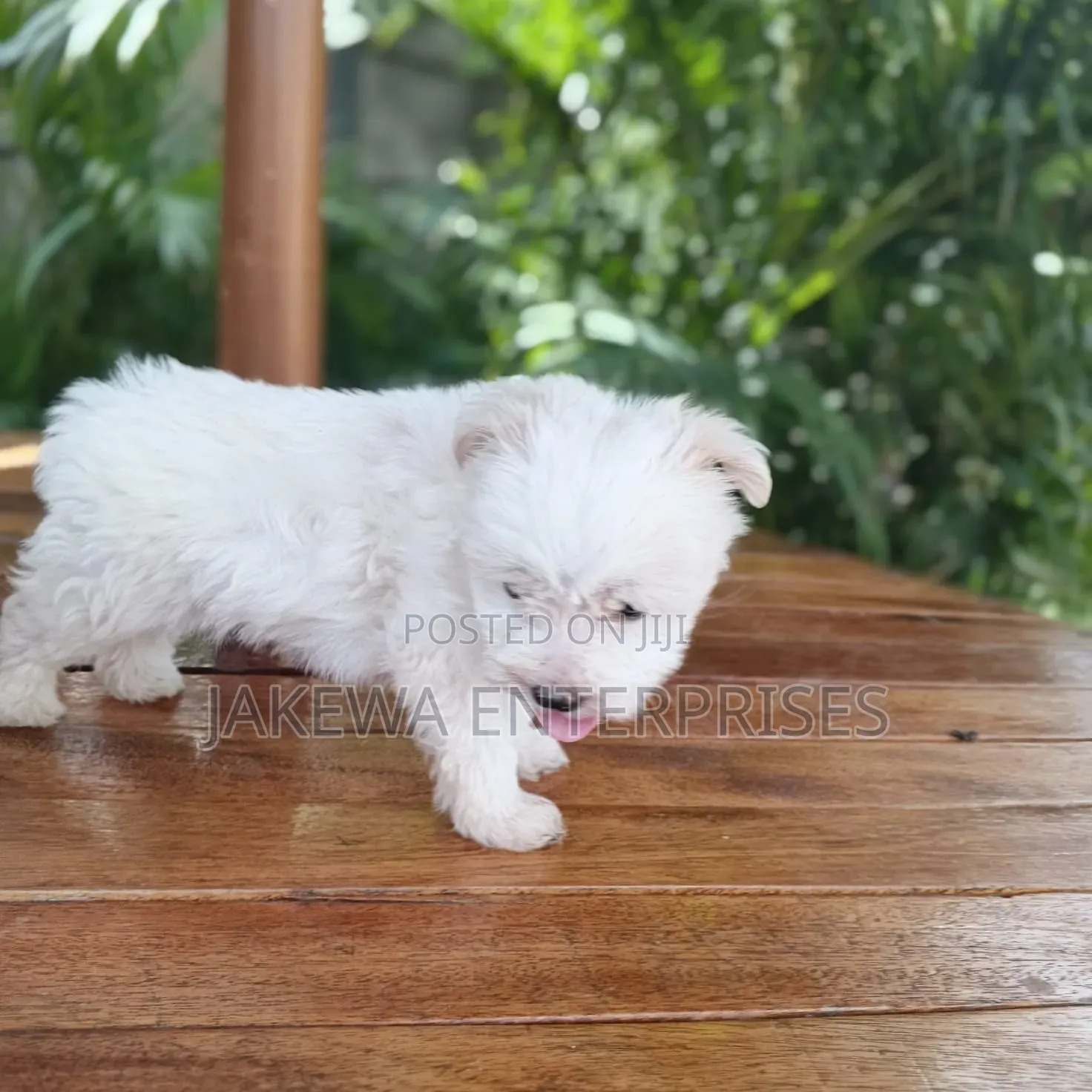1-3 months Male Purebred Havanese