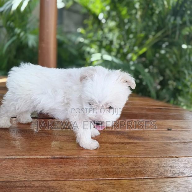 1-3 months Male Purebred Havanese