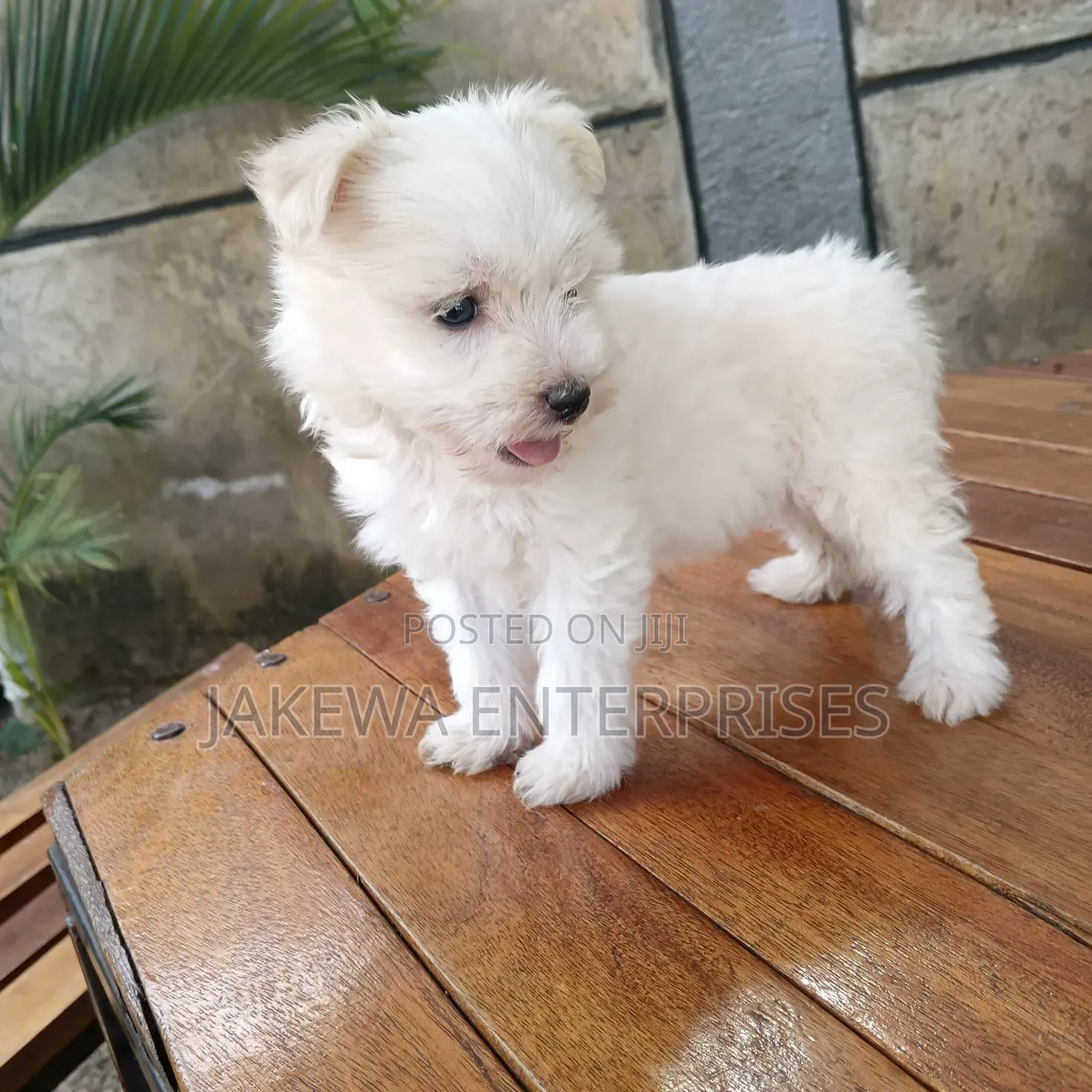 1-3 months Female Purebred Havanese