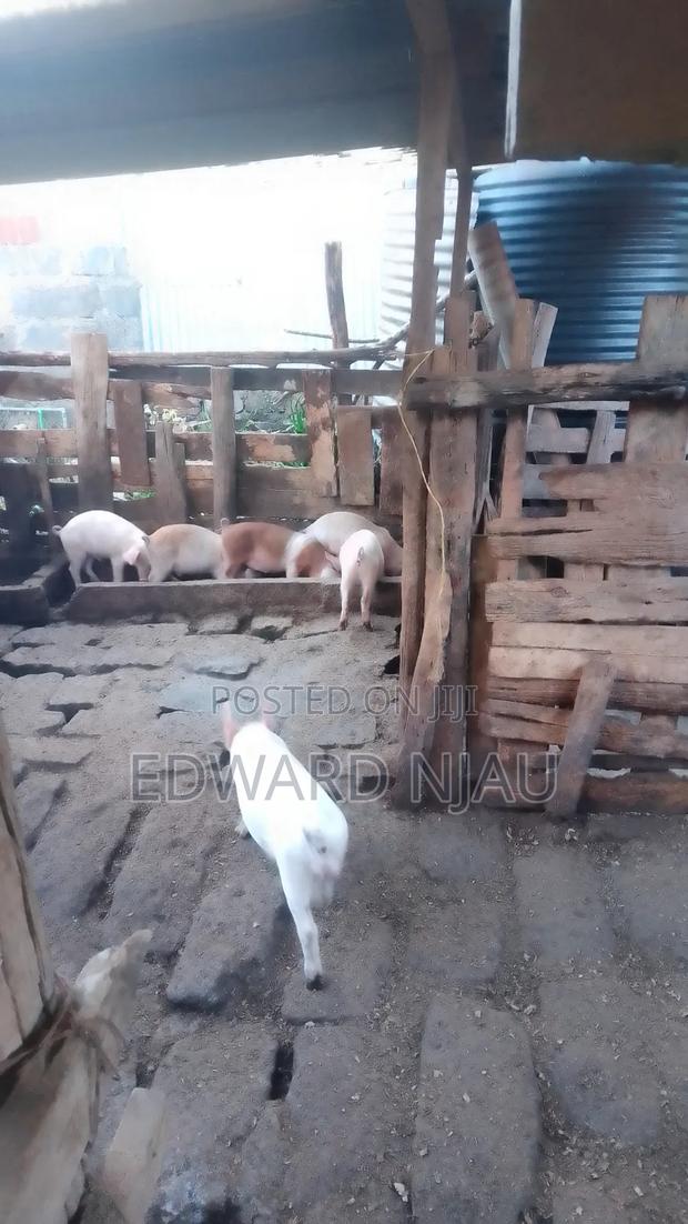 Animal Farming ( Piglets )