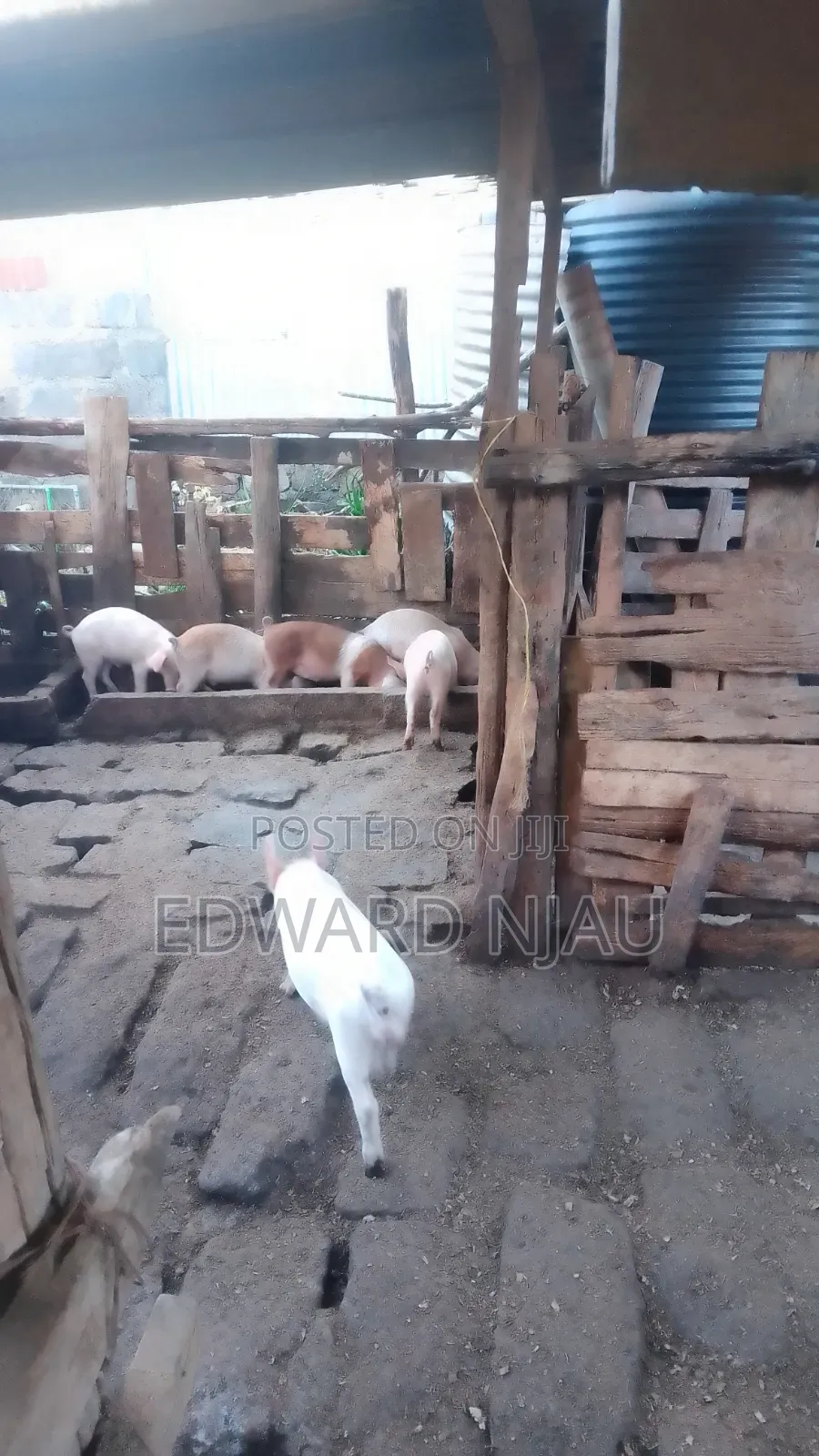 Animal Farming ( Piglets )