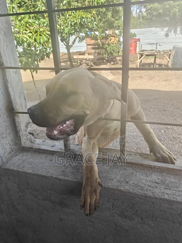 3-6 months Male Purebred Boerboel