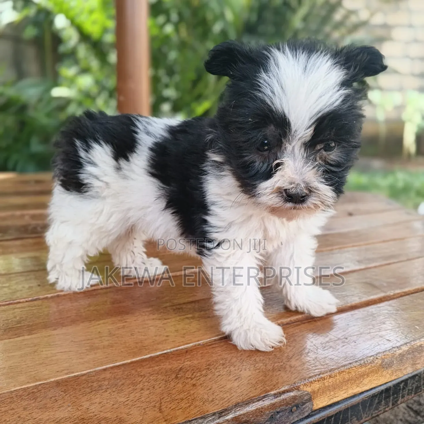 1-3 months Male Purebred Havanese