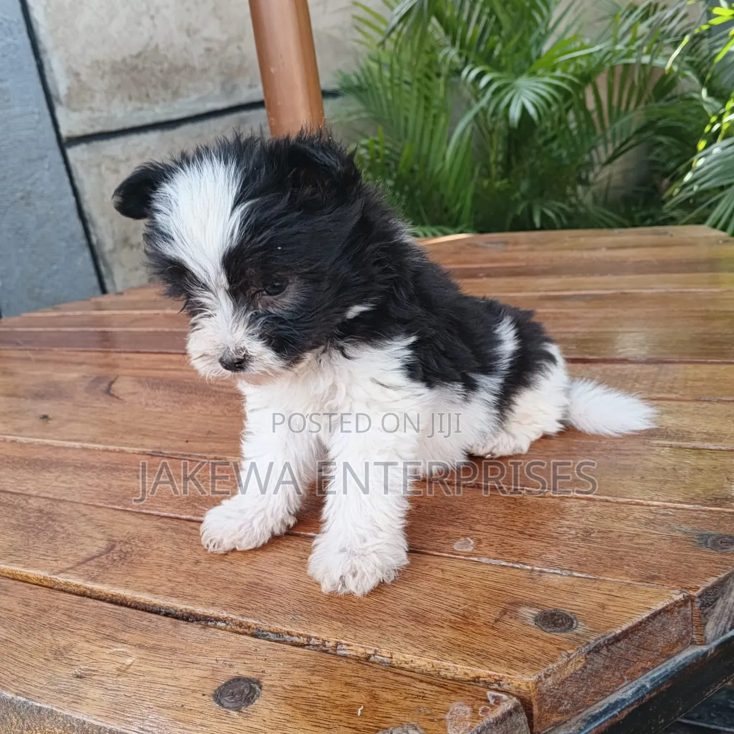 1-3 months Female Purebred Havanese