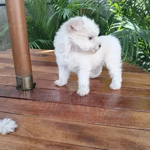 1-3 months Female Purebred Havanese
