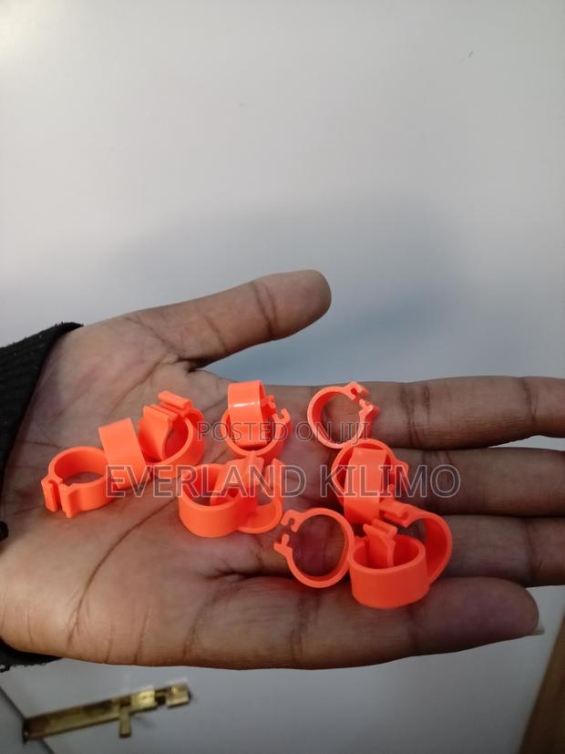 Orange Small Chicken Bands - main view