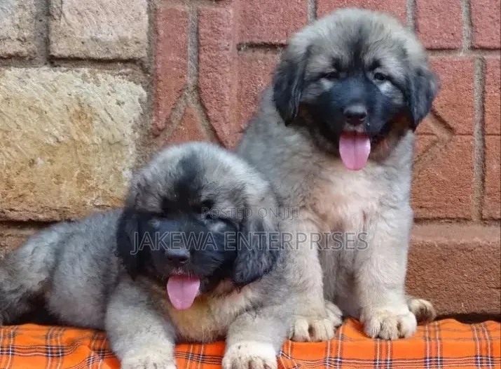 1-3 months Male Purebred Caucasian Shepherd