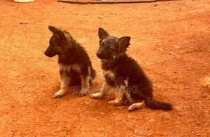 1-3 months Female Purebred German Shepherd