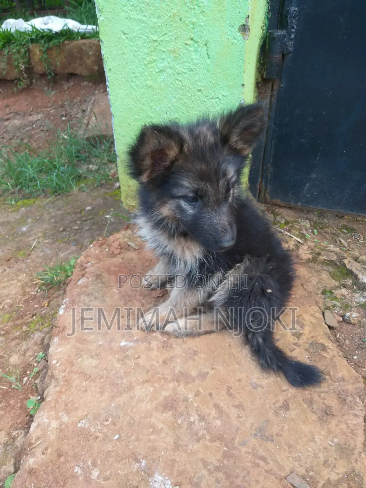 1-3 months Female Purebred German Shepherd