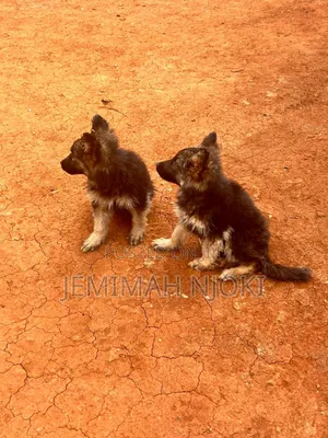 1-3 months Female Purebred German Shepherd