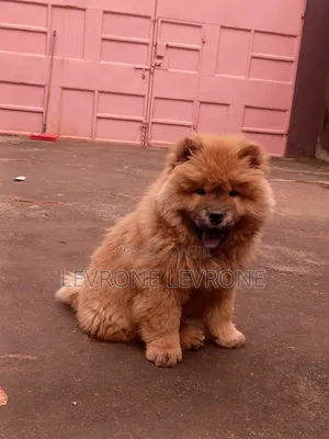 0-1 month Male Purebred Chow Chow