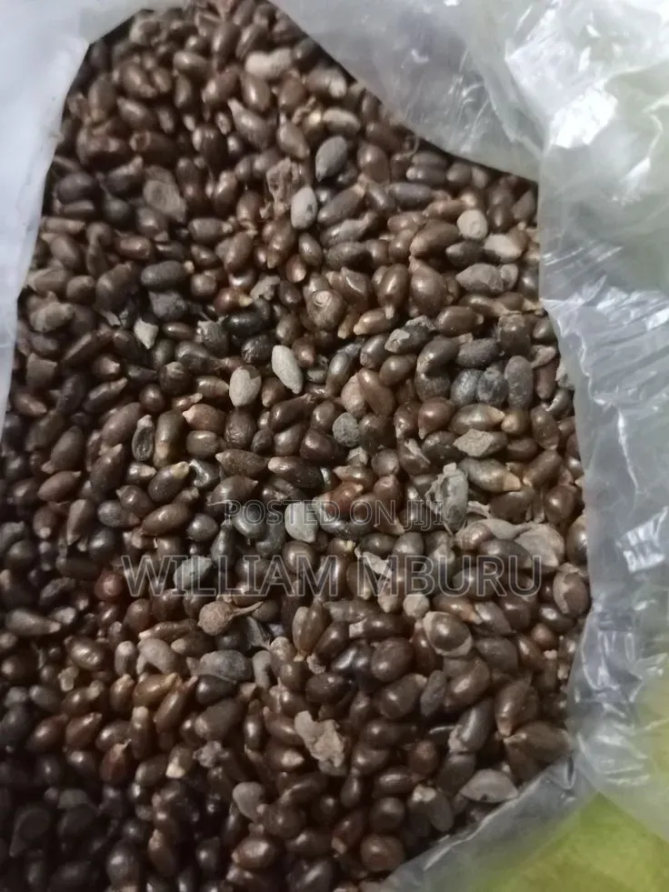 Castor Seeds