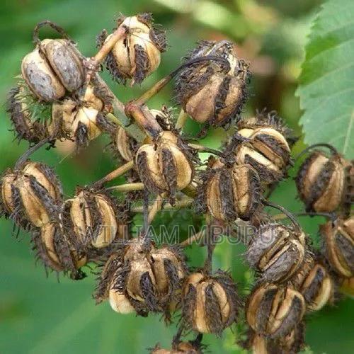 Castor Seeds - thumbnail 2