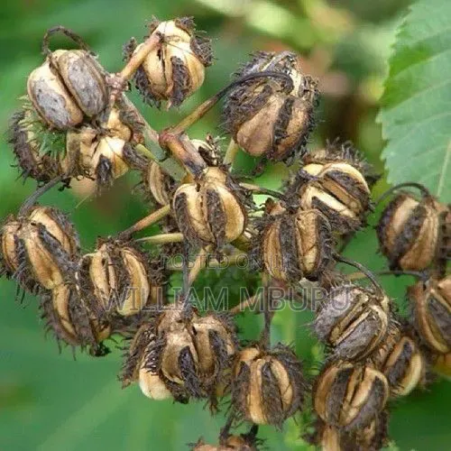 Castor Seeds