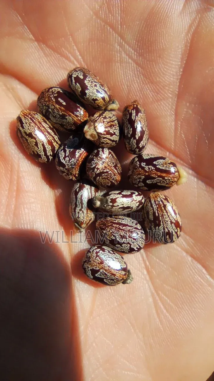 Castor Seeds